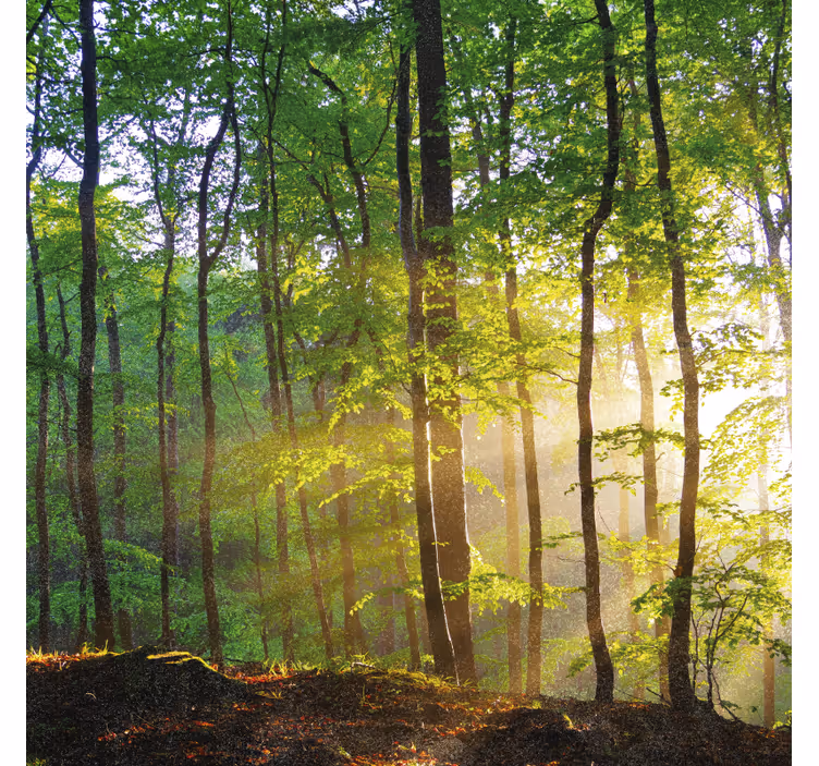 Tree blind natural light in the forest - TenStickers
