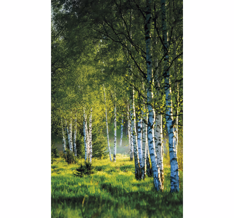 Tree blind birch grove contemporary - TenStickers