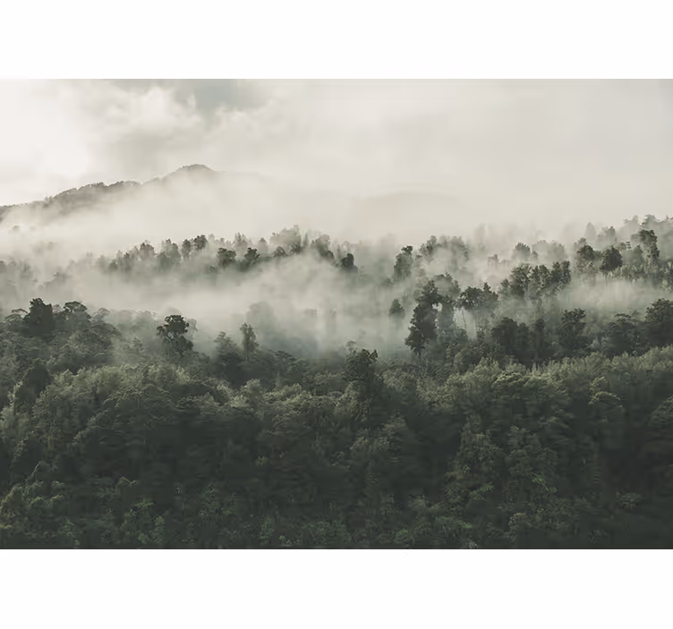 Blind kitchen misty forest view - TenStickers