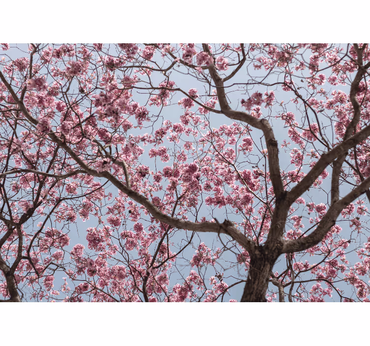 Blind kitchen beautiful pink cherry blossom tree - TenStickers