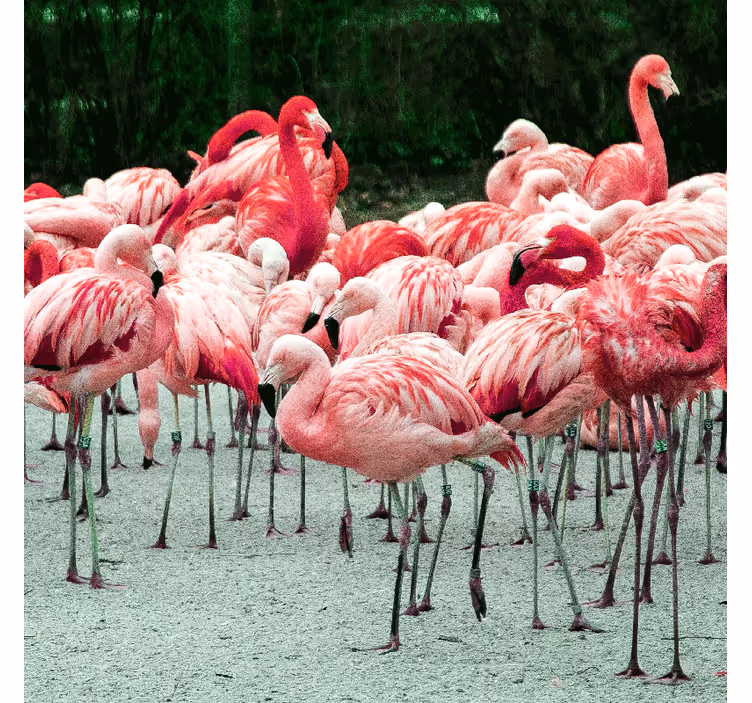 Living room blind with lovely flamingos on water - TenStickers