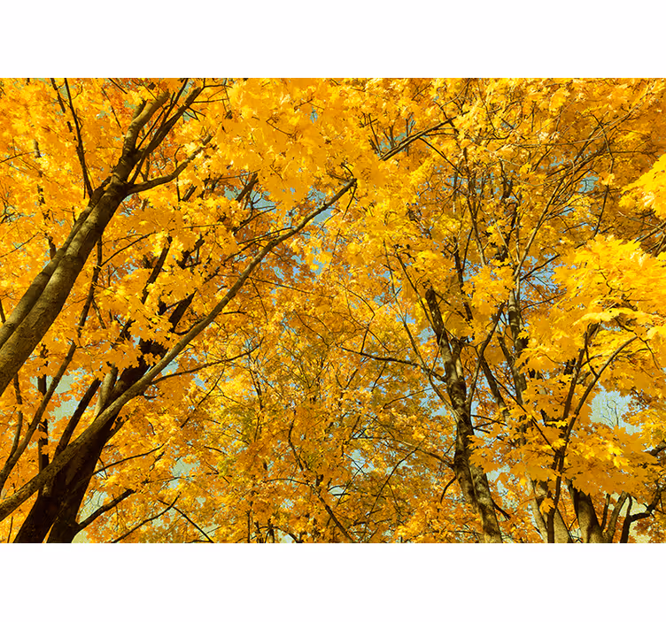 Blind yellow autumn leaves - TenStickers