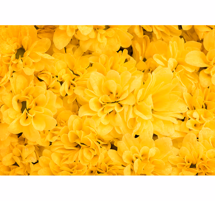 Blind yellow flower petals - TenStickers