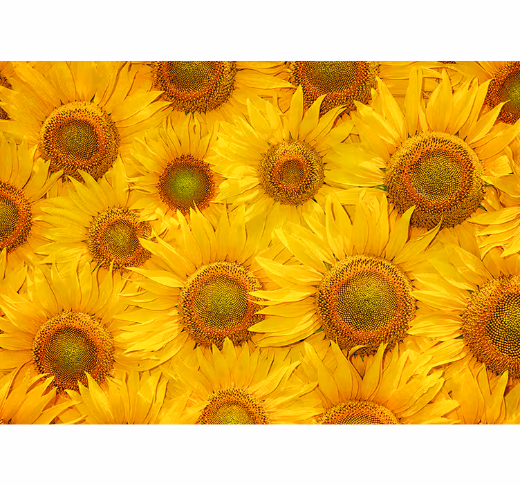 Blind yellow sunflowers delight - TenStickers