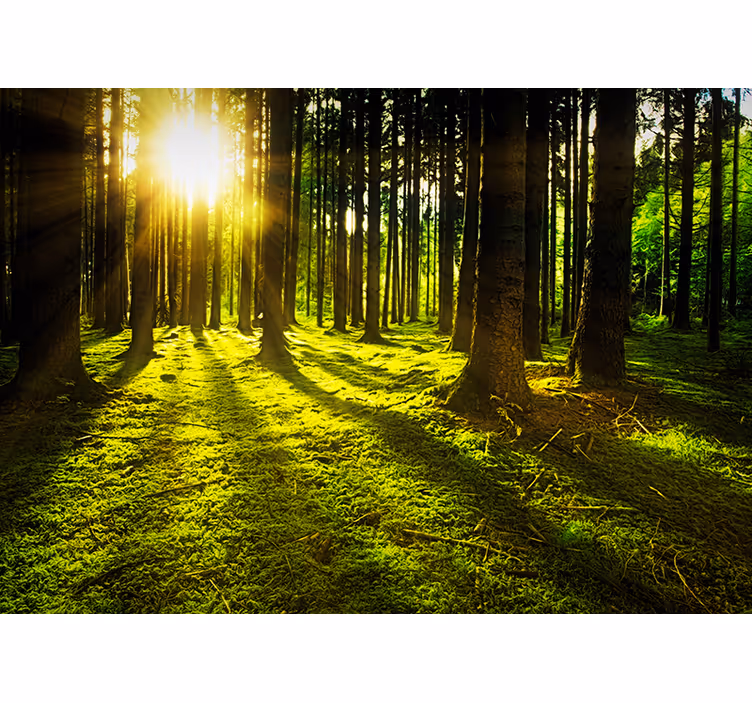 Blind green sunlit forest - TenStickers