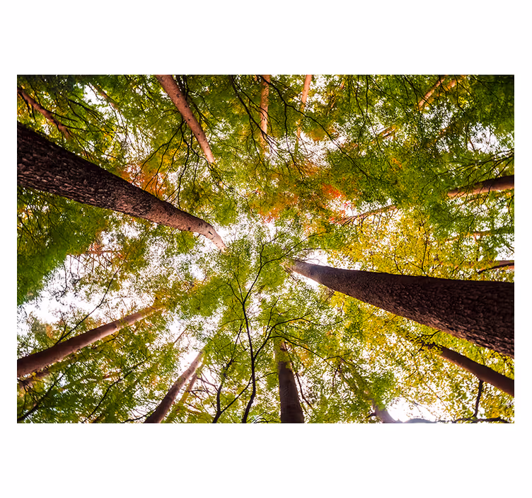 Living room blind inspired by woodland trees - TenStickers