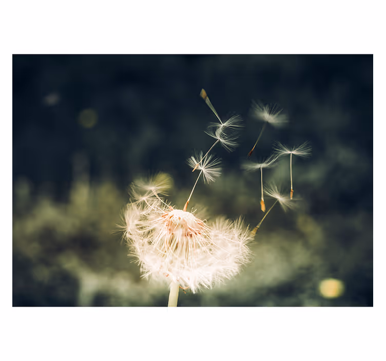 Dandelion seeds in the sunlight living room blind - TenStickers