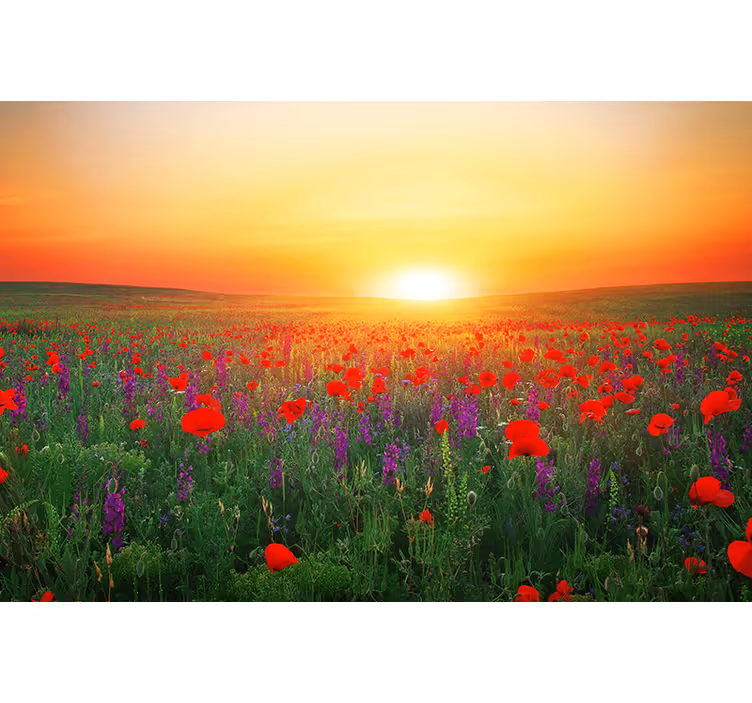 Living room blind red poppy field with sun - TenStickers