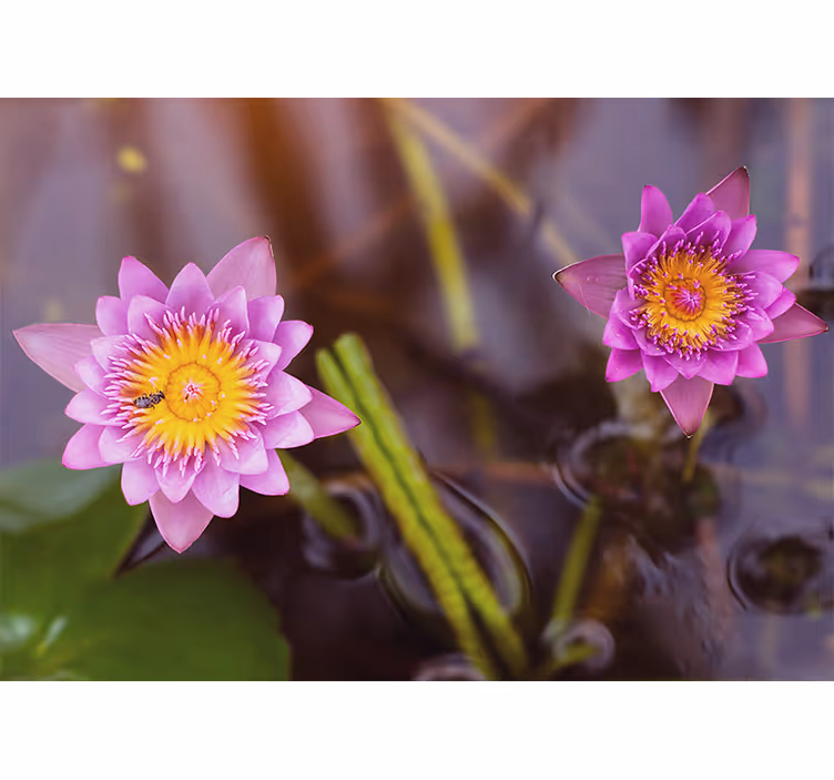 Living room blind pink purple lotus - TenStickers