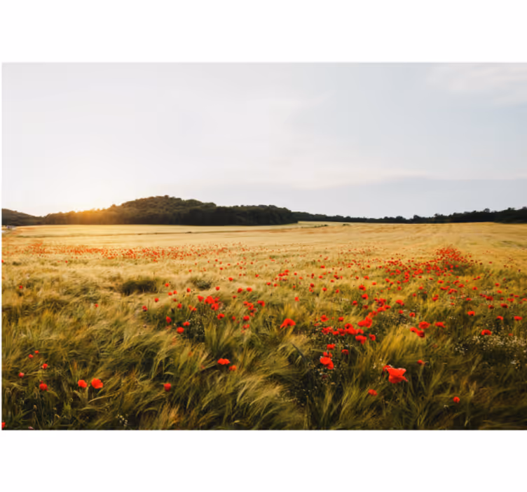 Living room blind moonlit field at sunset - TenStickers