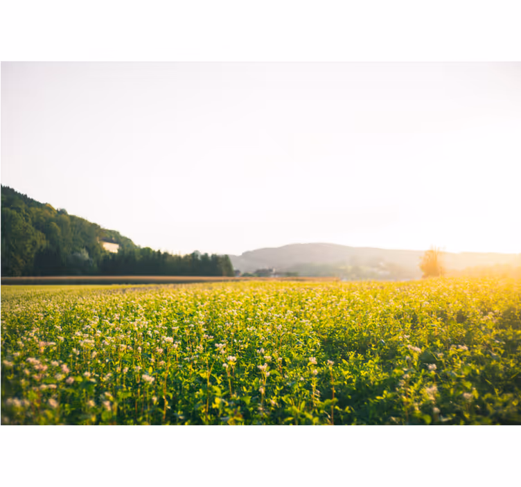 Sunny landscape and flowers living room blind - TenStickers