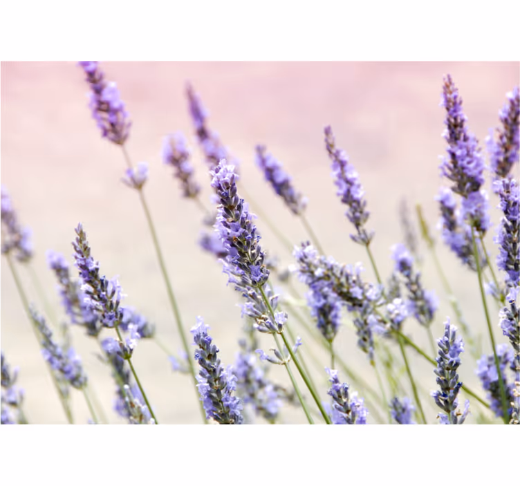 Living room blind with a bunch of purple flowers - TenStickers