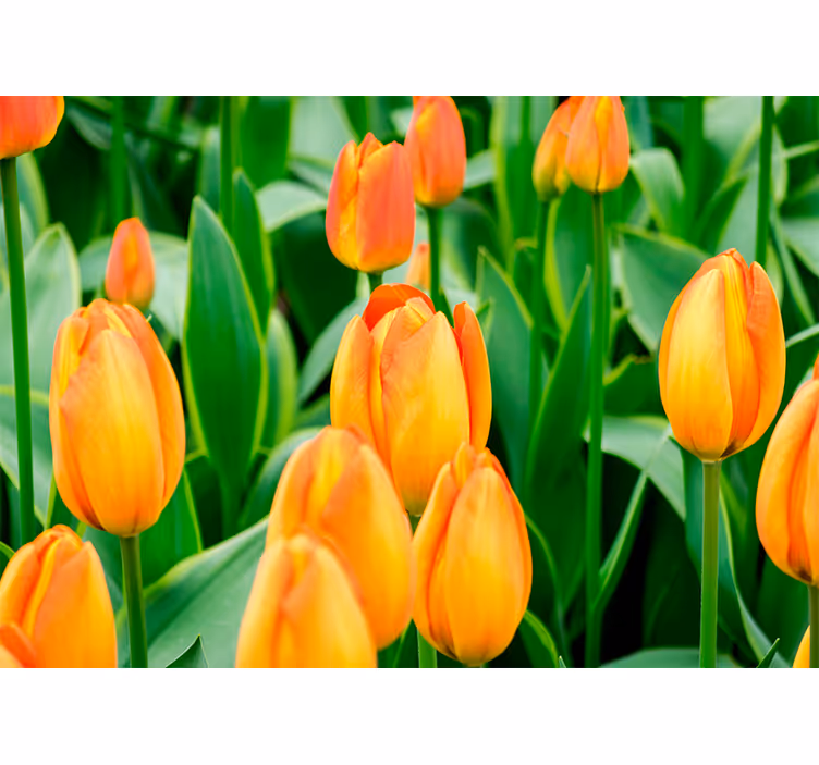 Living room blind with orange tulip flowers - TenStickers