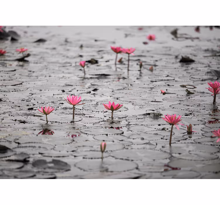 Living room blind loto flowers on water grayscale - TenStickers