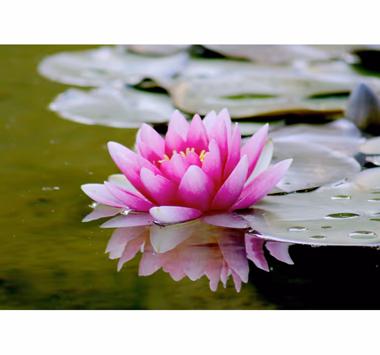 Living room blind pink zen lotus flower - TenStickers