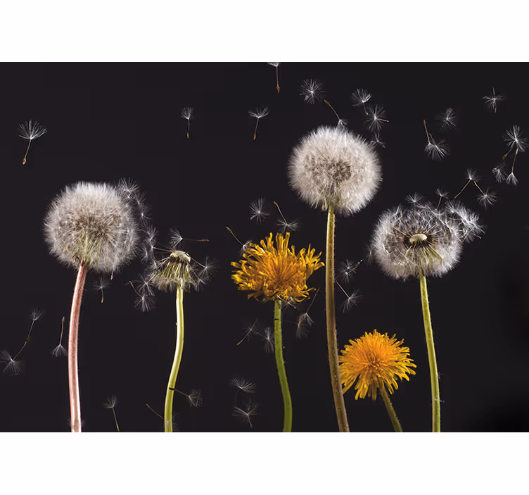 Living room blind dandelion nature design - TenStickers