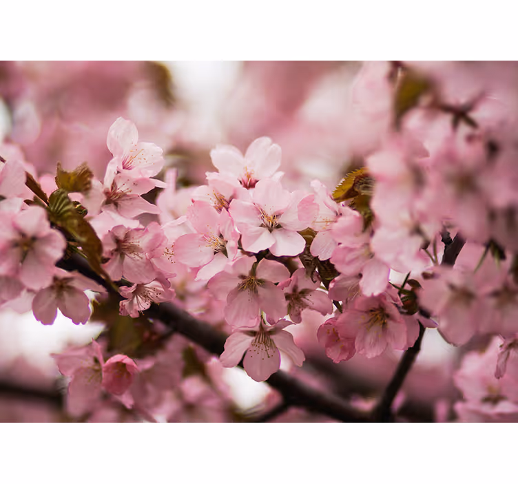 Living room blind pink cherry blossom - TenStickers