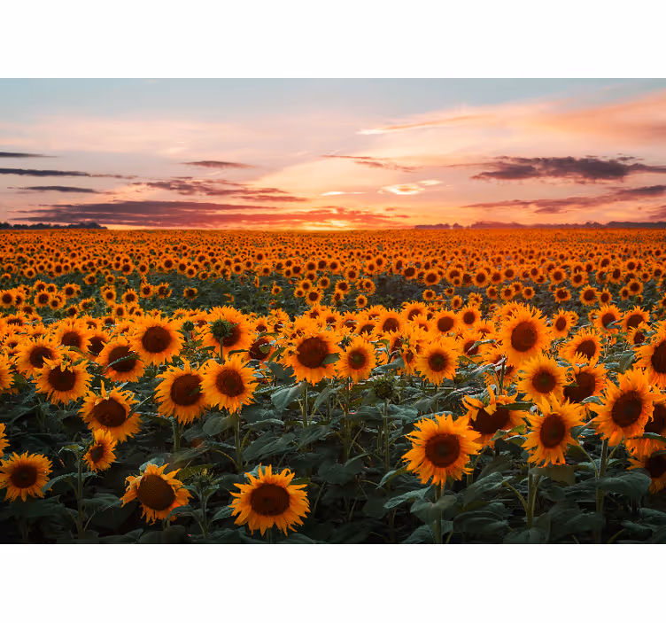 Living room blind sunflower sunset design - TenStickers
