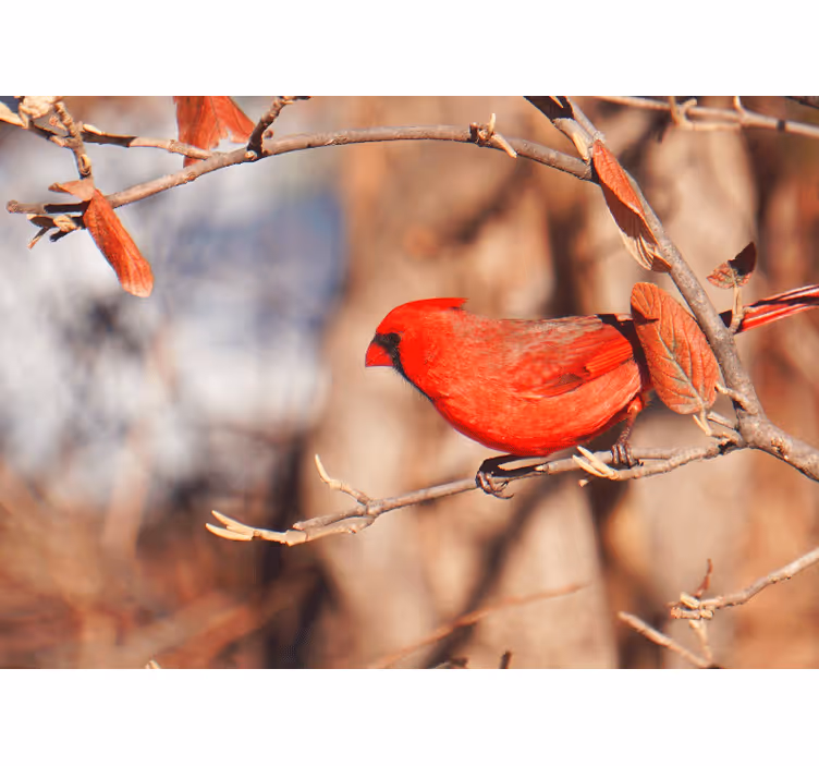 Living room blind with beautiful red bird in leaves - TenStickers