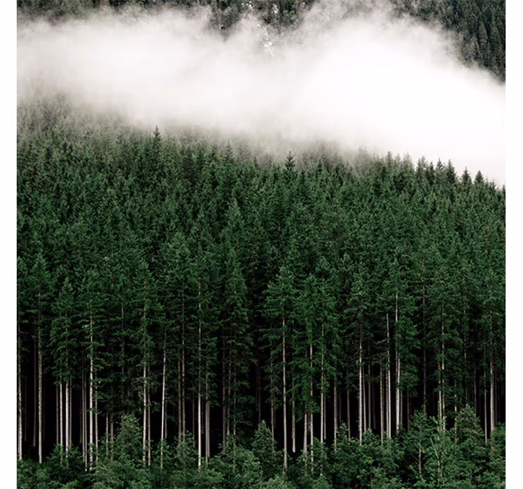 Living room blind nature pines aerial view - TenStickers