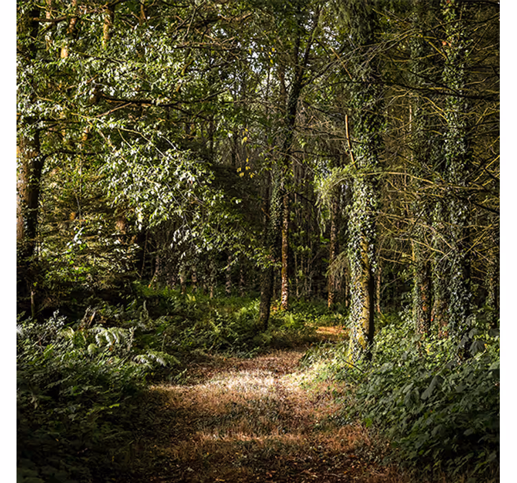 Living room blind nature's leafy forest path - TenStickers