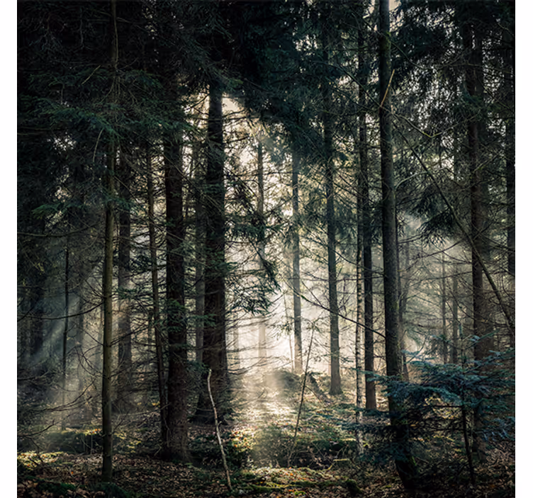 Living room blind nature forest dark tones daytime - TenStickers