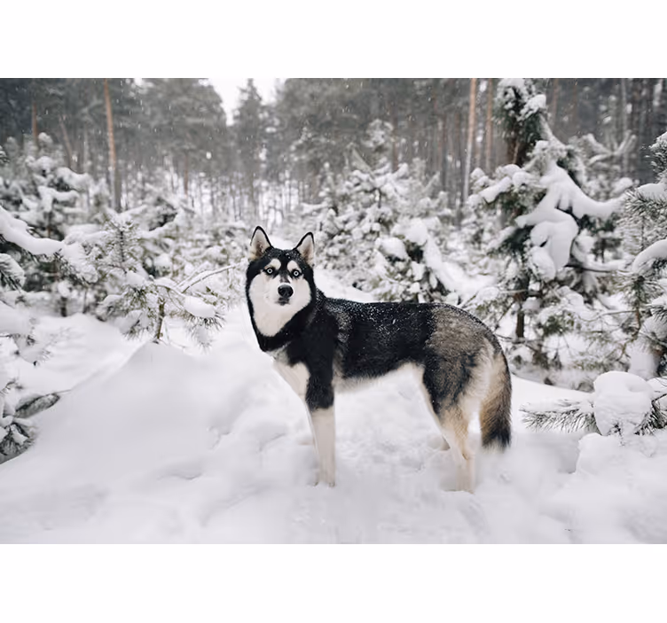 White window blind winter forest with husky dog - TenStickers