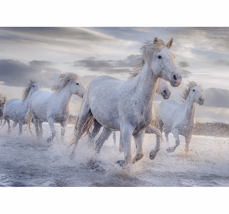 White window blind watering horses mural - TenStickers