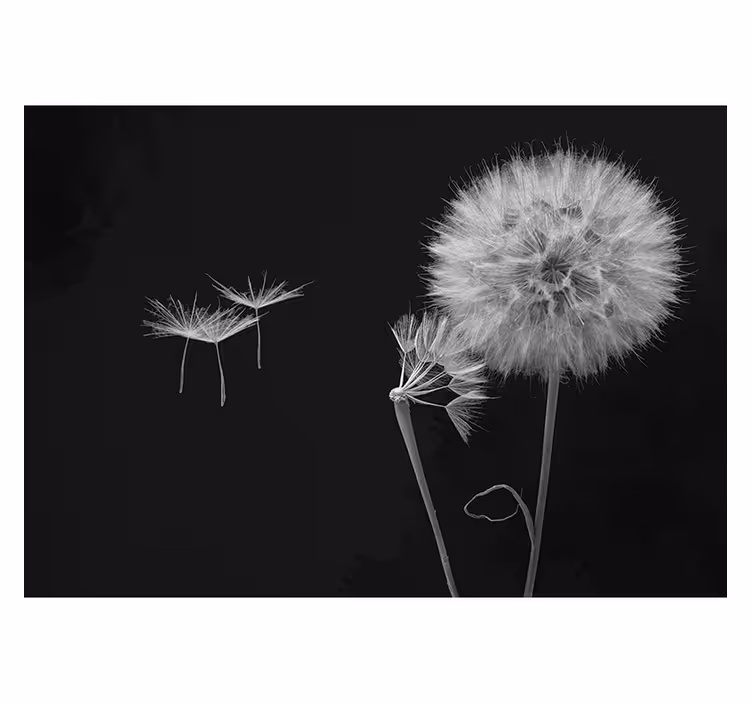Blind grey dandelion seed wall mural - TenStickers