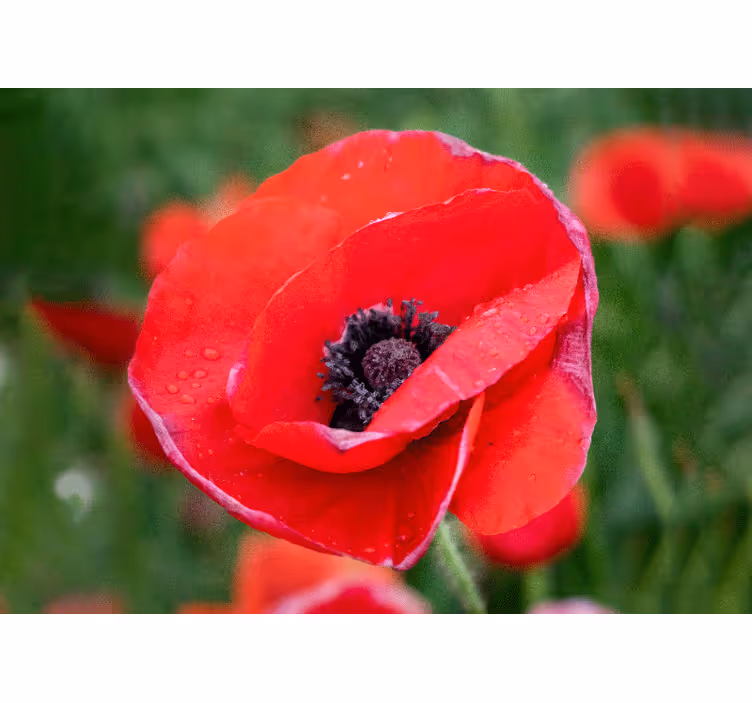 Blind bedroom sunny big red poppy field - TenStickers