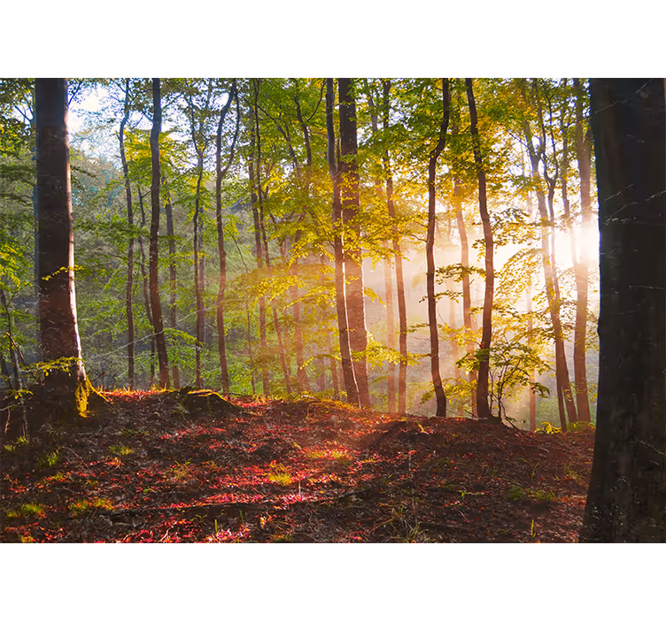 Blind bedroom beautiful sunrise in the forest - TenStickers