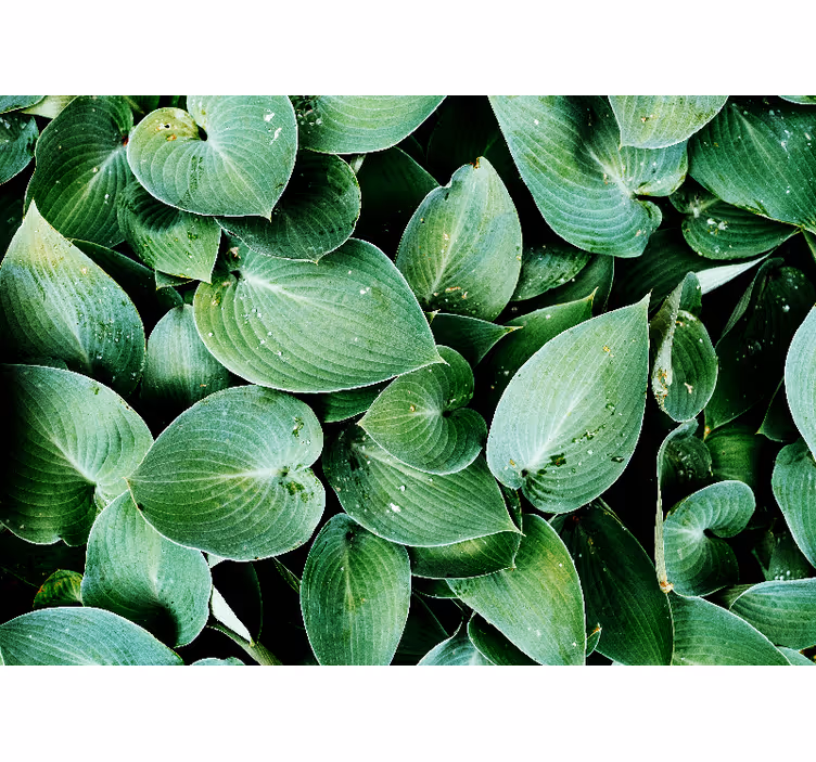 Blind bedroom green leaf foliage curtains - TenStickers