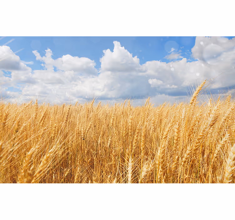 Blind bedroom polish wheat fields - TenStickers