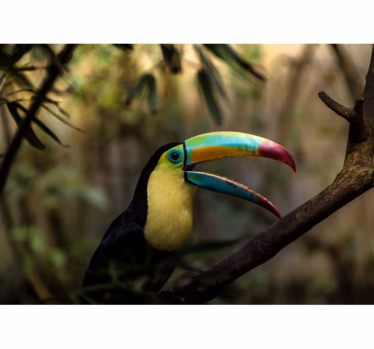 Blind bedroom toucan in jungle - TenStickers