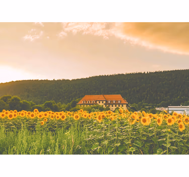 Blind bedroom inspired by a beautiful meadow of gold - TenStickers