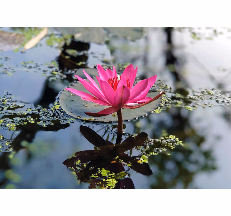 Blind bedroom beautiful lotus flower water - TenStickers