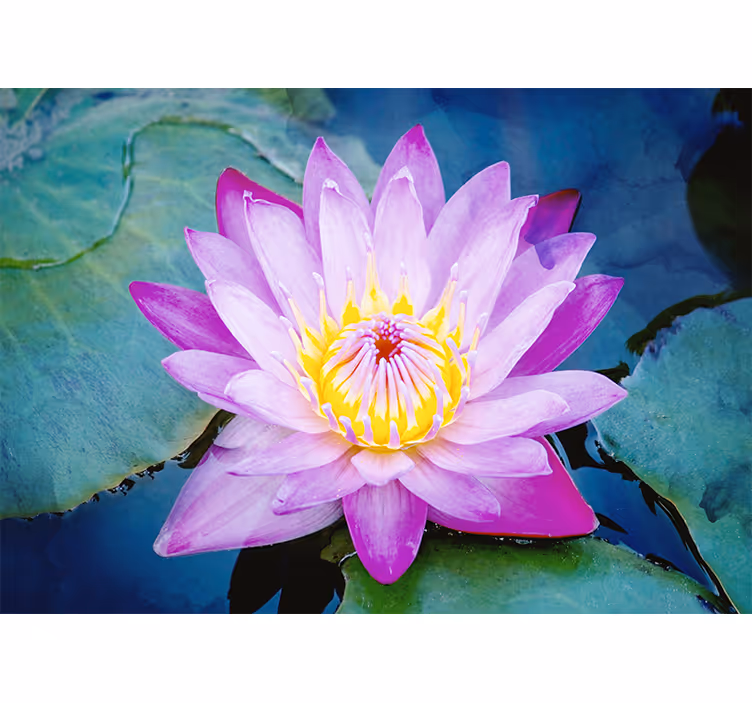 Blind bedroom purple lotus flower design - TenStickers