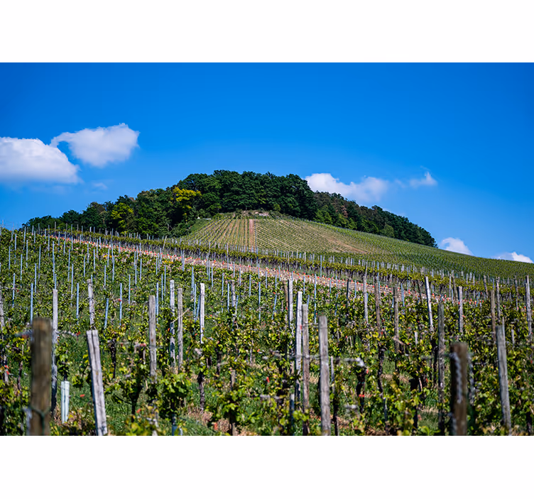 Blind bedroom wine meadow - TenStickers