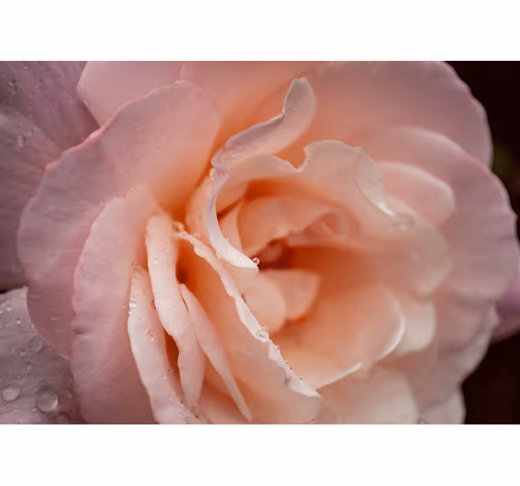 Blind bedroom elegant pink rose water drops - TenStickers