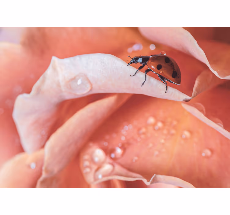 Blind bedroom elegant pink flower ladybug - TenStickers