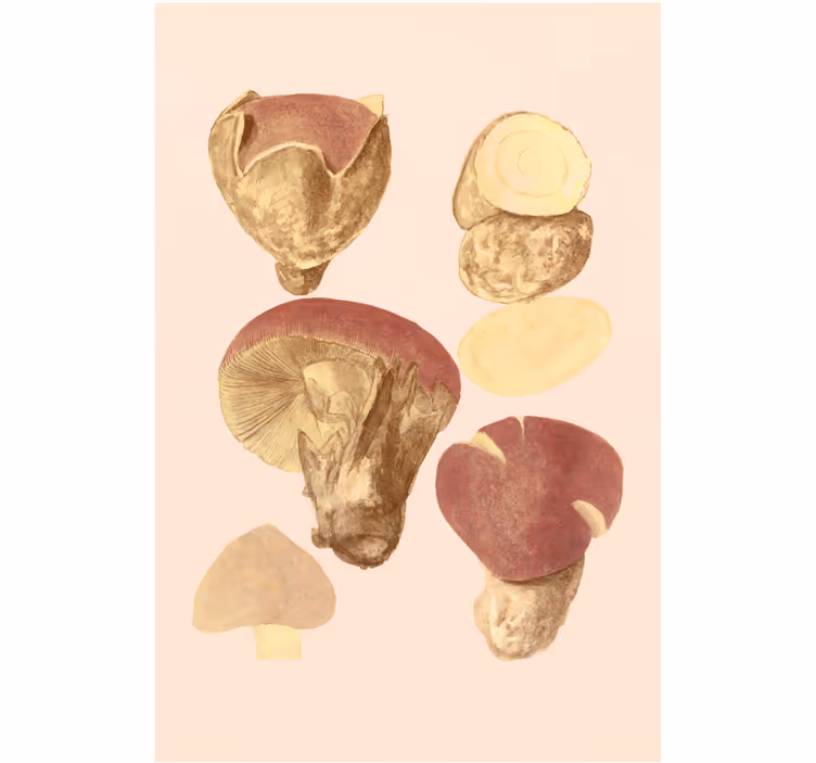 Living room blind mushroom varieties - TenStickers