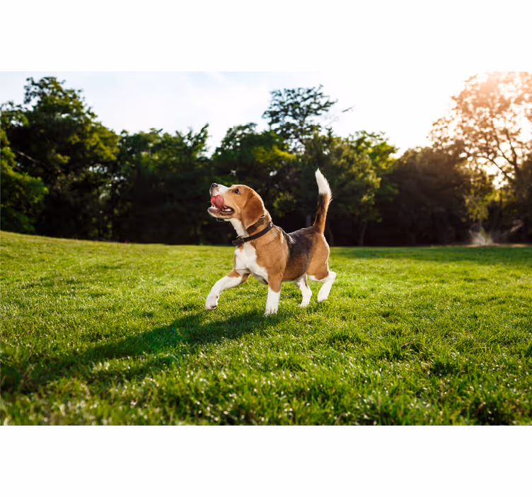 Blind bedroom adorable dog walking toy - TenStickers