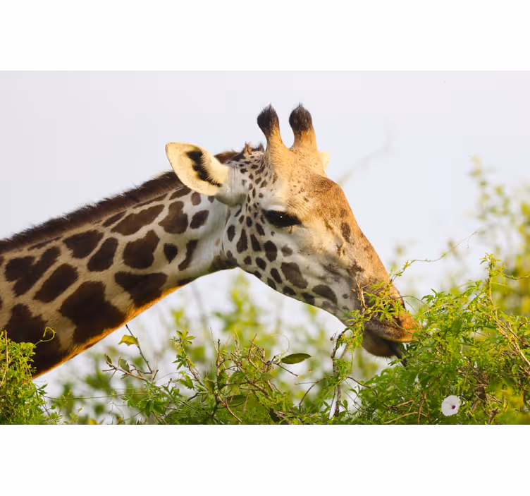 Blind bedroom giraffe animal design curtains - TenStickers