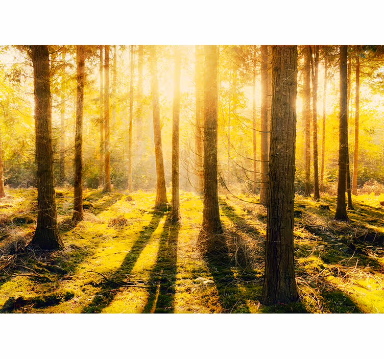 Blind bedroom breathtaking sunset in birch forest - TenStickers