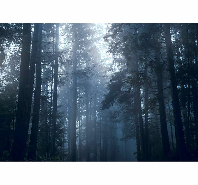 Blind bedroom in a misty forest - TenStickers