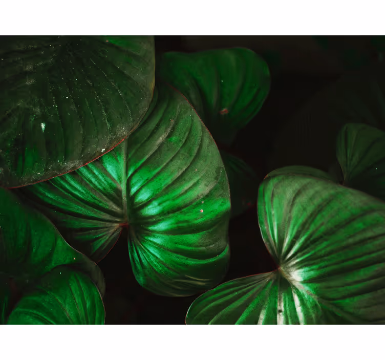 Blind bedroom with lush green leaves - TenStickers