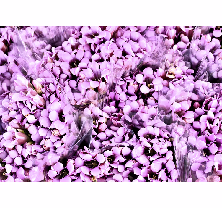 Blind bedroom crocus flower meadow design - TenStickers