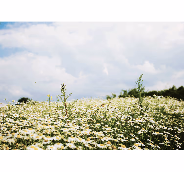 Blind bedroom peaceful meadow of daisies - TenStickers