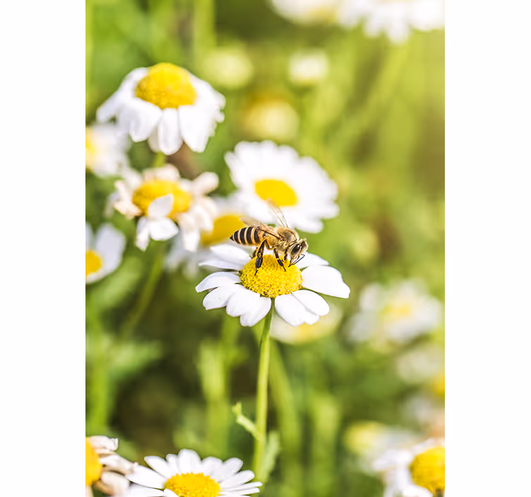 Blind kitchen flower meadow - TenStickers