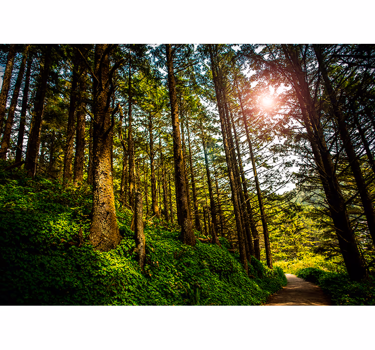 Blind bedroom sunlit forest path - TenStickers
